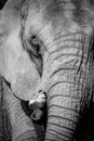 Black and white portrait elephant