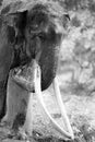 Black and White Portrait of Elephant Royalty Free Stock Photo