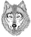 black and white portrait of furry wolf