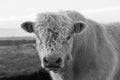 black and white portrait of a galloway bull