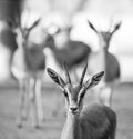 Black and white of Portrait of gazelles looking at camera Royalty Free Stock Photo