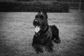 Black and White Portrait of a Giant Schnauzer Royalty Free Stock Photo