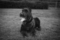 Black and White Portrait of a Giant Schnauzer Royalty Free Stock Photo