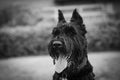 Black and White Portrait of a Giant Schnauzer Royalty Free Stock Photo