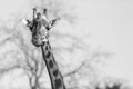 Black and white Portrait of giraffe