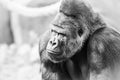 Black and White Portrait of Gorilla Royalty Free Stock Photo