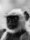 Black and white portrait of Gray langurs or Hanuman langurs or indian langur or monkey at ranthambore national park or tiger