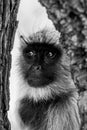 Black and white portrait of Gray langurs or Hanuman langurs or indian langur or monkey at ranthambore national park or tiger