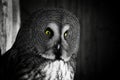 Black and White Portrait of Great Grey Owl Royalty Free Stock Photo