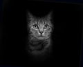 Black and white Portrait of a Grey stripped Tabby mixed-breed cat on black Royalty Free Stock Photo