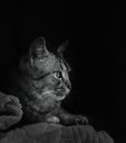 Black and white portrait of grey tabby cat looking serious and ready for hunting Royalty Free Stock Photo
