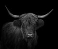 Black and white portrait of Hairy Scottish highland cattle Royalty Free Stock Photo