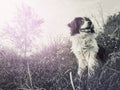 Black and white portrait of a happy border collie dog seated on the field in the middle of the nature looking around enjoying the Royalty Free Stock Photo