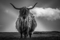 Black and white portrait of highlander cow with hair moved by the wind, Scotland