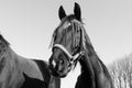 Black and white portrait of a horse with fly protection mask on the face Royalty Free Stock Photo