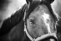 Black-white portrait of a horse with a white spot on the forehead and a beautiful bangs. She has a halter on her muzzle, and her Royalty Free Stock Photo