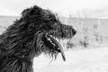 Black and white portrait of irish wolfhound dog from the profile in winter time. Royalty Free Stock Photo