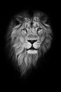 Black-white portrait, isolated black background. Muzzle powerful male lion with a beautiful mane close-up