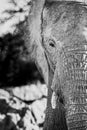 Black and white portrait of a large African elephant Royalty Free Stock Photo