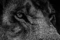 Black and white portrait of a lion. Eyes close up .Photo of the animal world Royalty Free Stock Photo