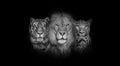 Black and white portrait of a Lion, a tiger and a leopard, on black background, yellow eyed Royalty Free Stock Photo