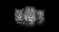 Black and white portrait of a Lion, a tiger and a leopard, together on black background Royalty Free Stock Photo