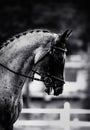 The black-white portrait of a majestic horse, adorned with a braided mane and a bridle on its face. The horse is participating in Royalty Free Stock Photo