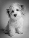 Black and white Portrait of mix breed dog- maltese mix Royalty Free Stock Photo