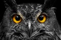 Black And White Portrait Owl With Big Yellow Eyes