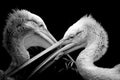 Black and white portrait pelican