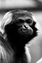 Black and white portrait of a pileated gibbon