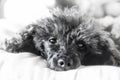 Black and white portrait of a poodle breed dog Royalty Free Stock Photo