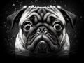 Black and White portrait of a pug dog looking straight at camera Royalty Free Stock Photo