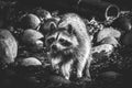 A black and white portrait of a raccoon running around on the ground in the dirt between the rocks after passing a small creek Royalty Free Stock Photo