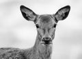 Black and White Portrait of Red Deer Hind Royalty Free Stock Photo