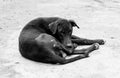 Black And White Portrait Of A Skinny And Malnourished Street Dog Royalty Free Stock Photo