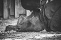 A black and white portrait of a rhino or rhinoceros lying on the ground with its head in the frame. The animal has a horn and is Royalty Free Stock Photo