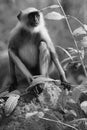 A black and white portrait of a Semnopithecus dussumieri, also known as the Southern Plains Gray Langur. Royalty Free Stock Photo
