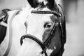 Black-white portrait of a spotted horse with white lashes with a leather bridle on its muzzle Royalty Free Stock Photo