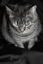 Black and white portrait. striped cat isolated on black background
