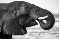 A black and white portrait of a submerged elephant drinking and splashing water Royalty Free Stock Photo