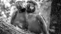 Black and white portrait of two macaw parrots sitting on the tree branch in zoo aviary Royalty Free Stock Photo