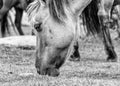 Black and white portrait of a wild horse, the inhabitants of engure nature park are wild animals that are used to visitors and