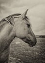 Black and white portrait of a wild horse, the inhabitants of engure nature park are wild animals that are used to visitors and