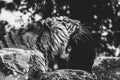 A black and white portrait of a yawning siberian tiger. The dangerous predator is lying on a rock. The big cat is very tired, but Royalty Free Stock Photo