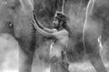 Black and white portrait Young elephant grope Holding a hook with his elephant Royalty Free Stock Photo