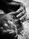 Black and white portrait of a young gorilla male. Royalty Free Stock Photo