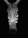 Black And White Portrait Of A Zebra Head