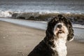 Dog beach for one at the Ocean Royalty Free Stock Photo