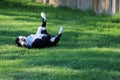 Portuguese Water Dog rolling on the grass Royalty Free Stock Photo